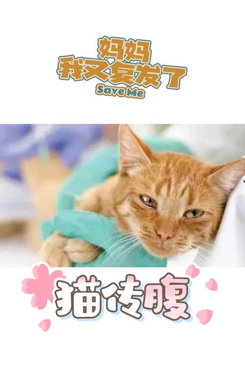 娱乐吃瓜酱猫传腹