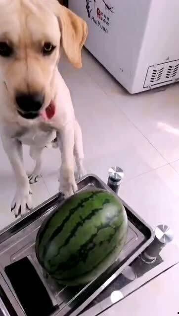 娱乐吃瓜酱送小狗,暖心情怀传递爱心瞬间