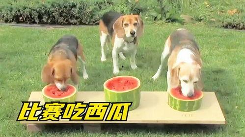 娱乐吃瓜酱送小狗,暖心情怀传递爱心瞬间