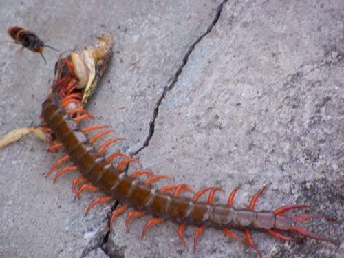 娱乐吃瓜酱的作品鼠体蜈蚣