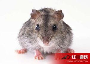 娱乐吃瓜酱的作品鼠体蜈蚣